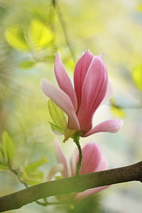 pink hibiscus thumbnail