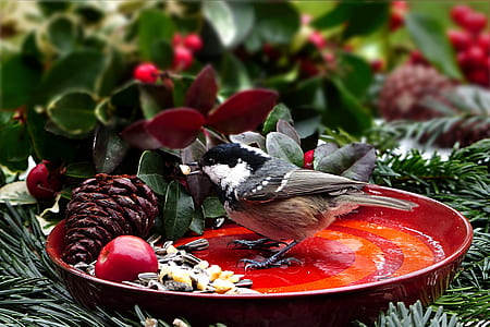 gray bird eating sunflower seeds on plate thumbnail