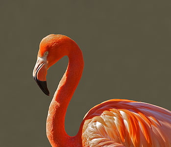 pink flamingo closeup photography thumbnail