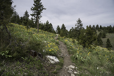 Mount Ascension Hiking Trail in Helena thumbnail