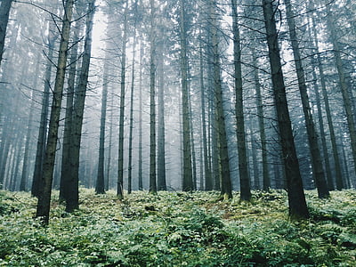 forest with tall and green trees with sun rays coming through thumbnail