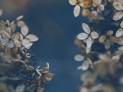 tilt shift photography of brown leaves thumbnail