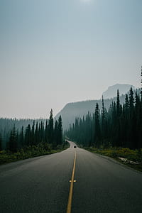 car on asphalt road between trees thumbnail