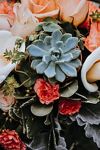 succulent plant thumbnail