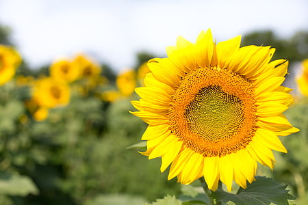 yellow sunflower field in shallow focus photography thumbnail