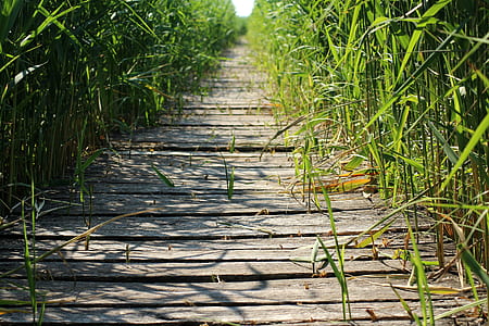 brown plank walkway between grass field thumbnail