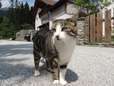 brown tabby cat standing on concrete pavement thumbnail