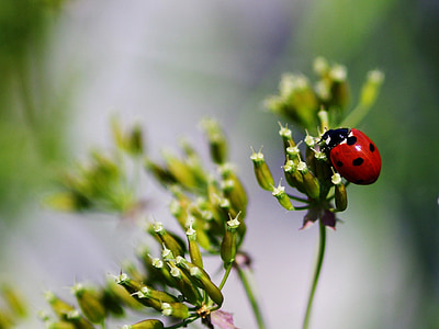 selective focus photography of 7-spotted lady bird perched on white petaled flower thumbnail