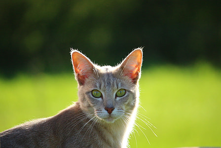 beige short fur cat thumbnail