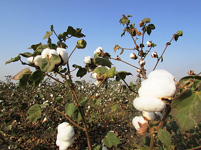 white flowers with green leaves thumbnail