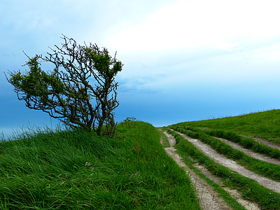 bare tree on grass field under cloudy sky thumbnail