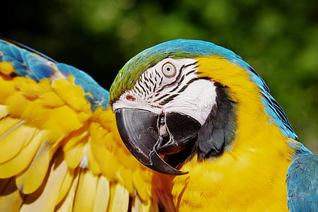 golden blue macaw thumbnail