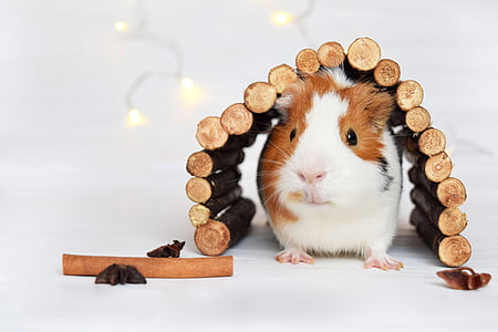 brown and white hamster in brown wood lug shelter thumbnail