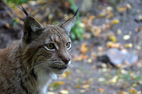shallow focus photography of bobcat thumbnail