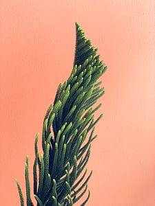 closeup photo of green fern plant thumbnail