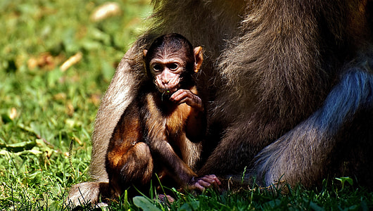 Baby Monkey, Barbary Ape thumbnail