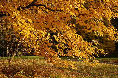 Dried Maple Tree thumbnail