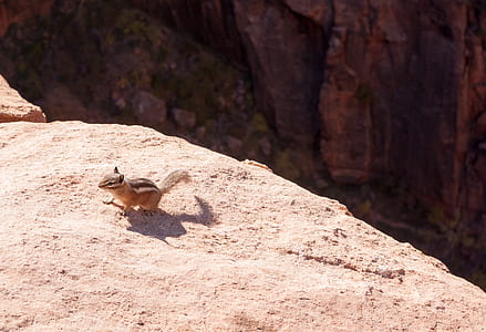 squirrel on side of cliff thumbnail