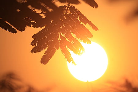 silhouette of leaves thumbnail