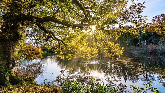 photo of lake and tree during sunrise thumbnail
