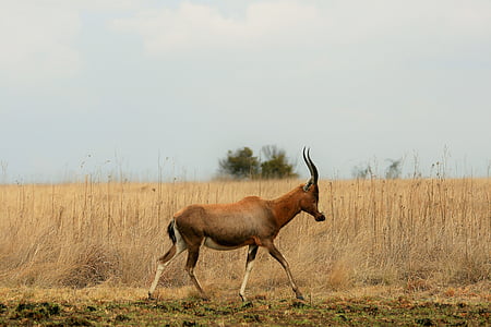 brown gazelle on top of dried grass field thumbnail