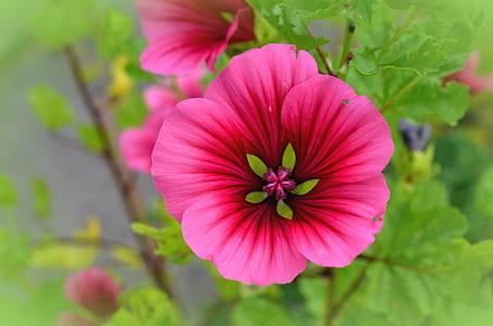 pink flowering plant thumbnail