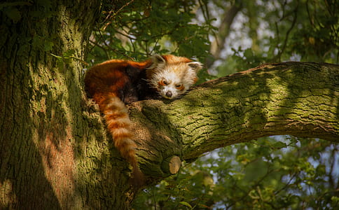 brown fox laying in green tree trunk thumbnail