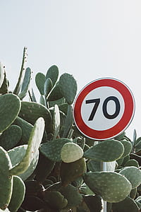 signage beside cactus thumbnail
