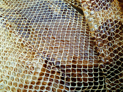 brown snakeskin closeup photo thumbnail