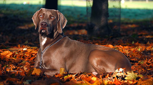 adult blue Weimaraner lying on ground with leaves at daytime thumbnail