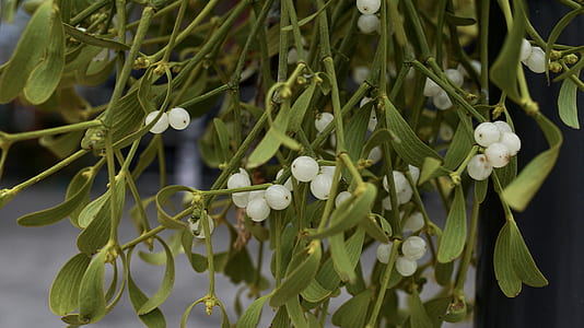 close up photo of white petaled flowers thumbnail