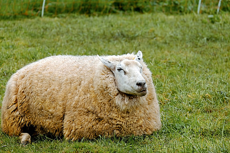white sheep lying on grass field during daytime close-up photo thumbnail
