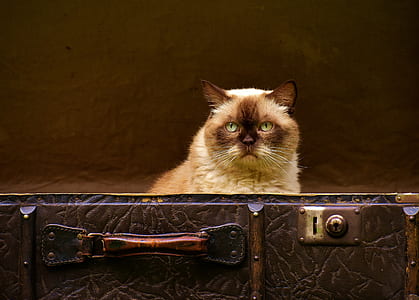 Siamese Cat thumbnail