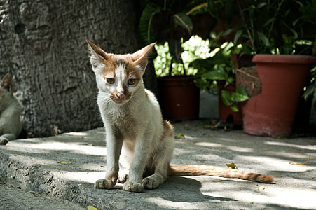 white and brown cat sitting on concrete floor thumbnail