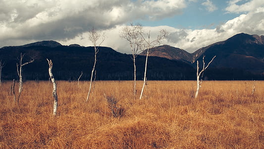 six bare trees on brown grass field under blue and white sky at daytime thumbnail