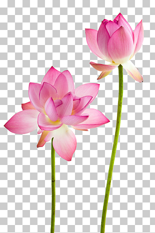 Water lily Nelumbo nucifera Flower Stock photography, Lotus flowers, two pink petaled flowers PNG clipart