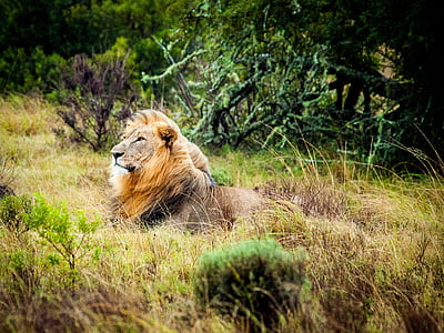 lion in the forest thumbnail