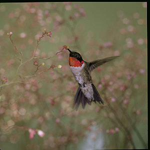 selective focus photography of Hummingbird sipping nectar on flower thumbnail