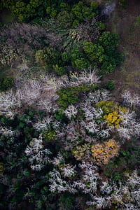 top view photography of trees thumbnail