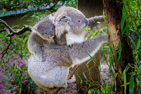 two Koala bears sits on tree branch during daytime thumbnail