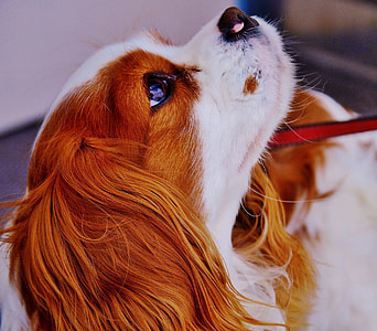 brown and white short coated dog thumbnail