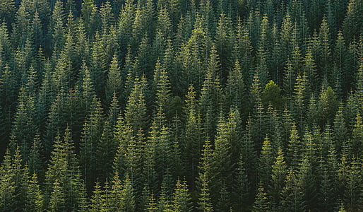 green-leafed trees thumbnail