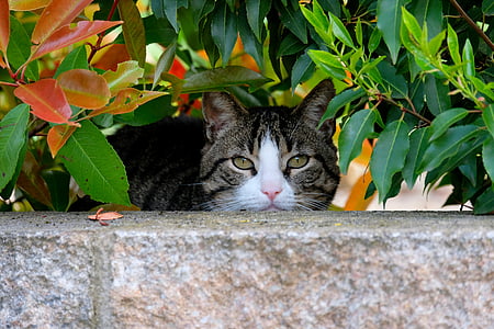 brown Tabby cat thumbnail