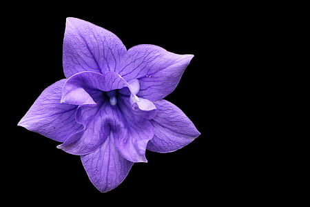 purple petal flower thumbnail