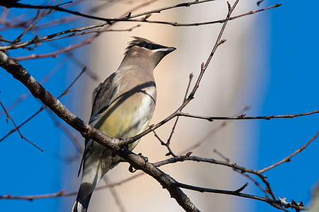 Gray Bird Perching on Tree Branch thumbnail
