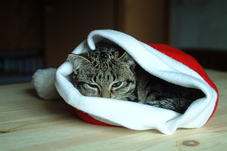 brown tabby cat in red santa hat thumbnail