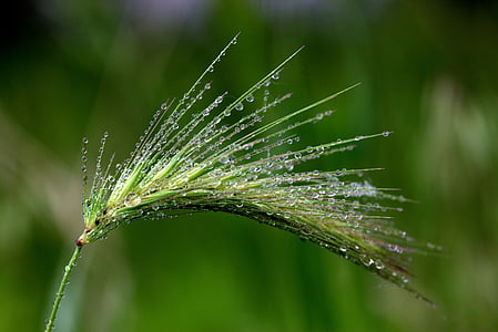 close-up photography of green plant with water dew thumbnail