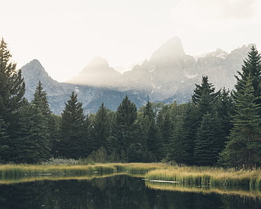 forest and mountain ranges thumbnail
