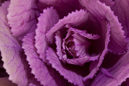 closeup photography of purple flower in bud thumbnail
