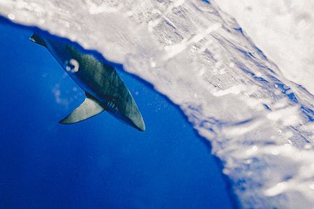 shark in calm body of water thumbnail